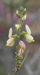 Wiborgia sericea