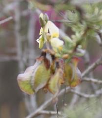 Wiborgia sericea