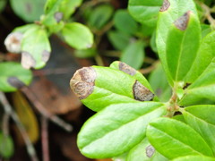 Mycosphaerella stemmatea