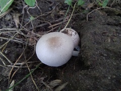 Volvariella murinella