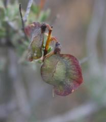 Wiborgia