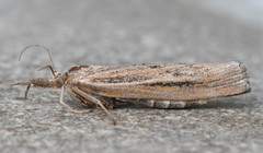 Thaumatopsis pexellus