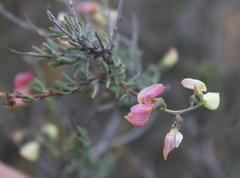 Wiborgia