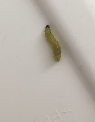 Antigastra catalaunalis
