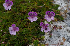 Erodium glandulosum