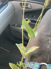 Eustoma russellianum