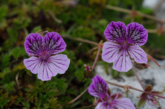Erodium glandulosum
