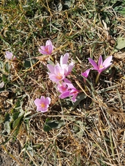 Colchicum autumnale