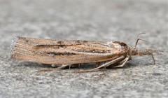 Thaumatopsis pexellus