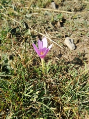 Colchicum autumnale