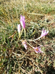 Colchicum autumnale