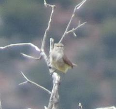Eremomela icteropygialis saturatior