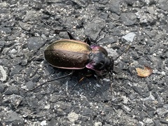 Carabus nemoralis