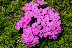 Dianthus glacialis