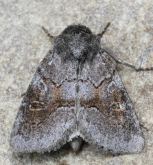 Oligia minuscula