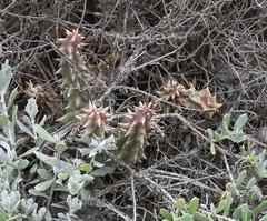 Quaqua mammillaris
