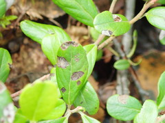 Mycosphaerella stemmatea