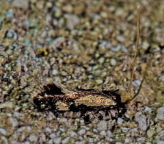 Isocorypha mediostriatella