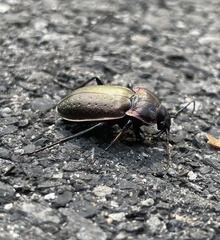 Carabus nemoralis