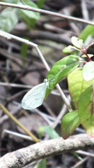 Leptosia alcesta inalcesta