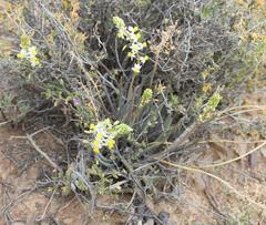 Bulbine triebneri