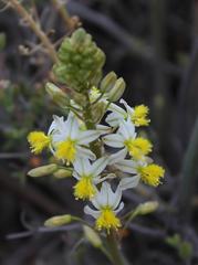 Bulbine triebneri
