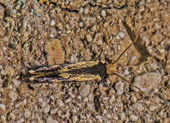 Isocorypha mediostriatella