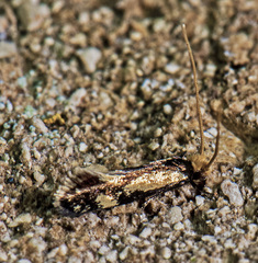 Isocorypha mediostriatella