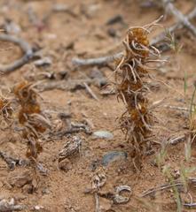Ifloga anomala