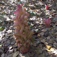 Hyobanche fulleri
