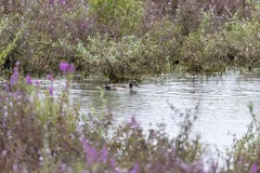 Anas platyrhynchos × Netta rufina
