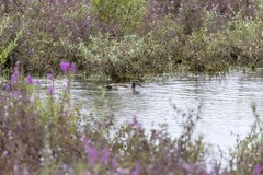 Anas platyrhynchos × Netta rufina