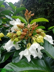 Beaumontia