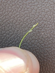 Brachycorynella asparagi