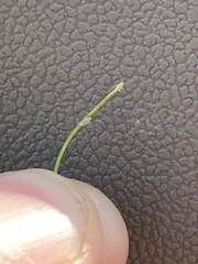 Brachycorynella asparagi