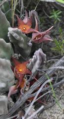 Stapelia rufa