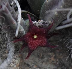 Stapelia rufa