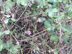 Mantisalca salmantica