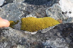 Hypodontium pomiforme