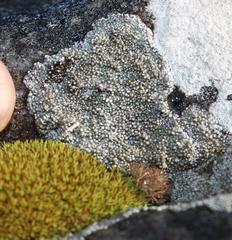 Hypodontium pomiforme