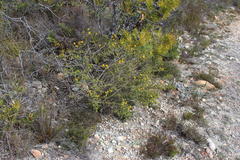Aspalathus subulata