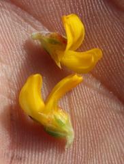 Aspalathus subulata