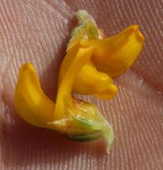 Aspalathus subulata