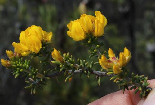 Aspalathus subulata