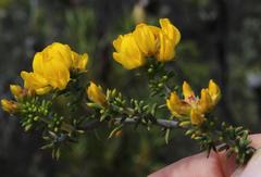 Aspalathus subulata