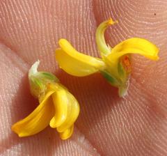 Aspalathus subulata