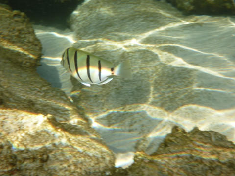 Acanthurus triostegus