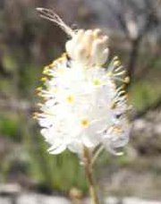 Bulbinella trinervis