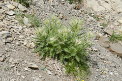 Cirsium glabrum