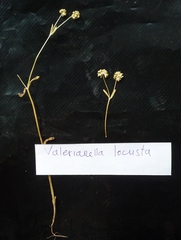 Valerianella locusta